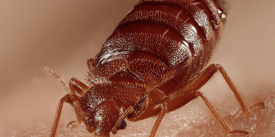 HPC Bed bugs